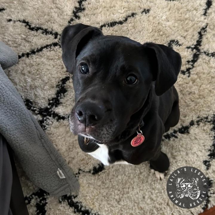 Stella 3