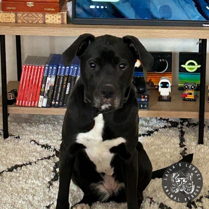 Stella 4