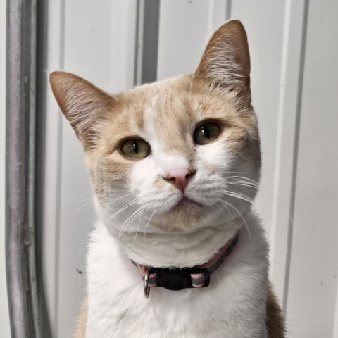 Clarinet, an adoptable Domestic Short Hair in Sheridan, WY, 82801 | Photo Image 1