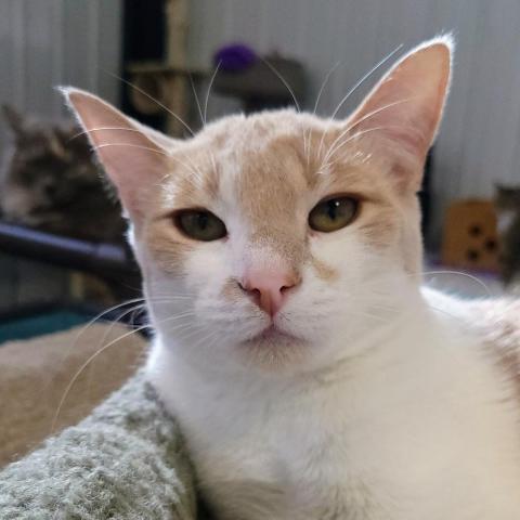 Clarinet, an adoptable Domestic Short Hair in Sheridan, WY, 82801 | Photo Image 2