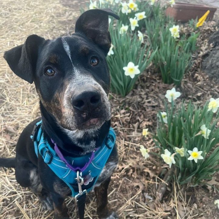 Blue heeler sale cane corso mix