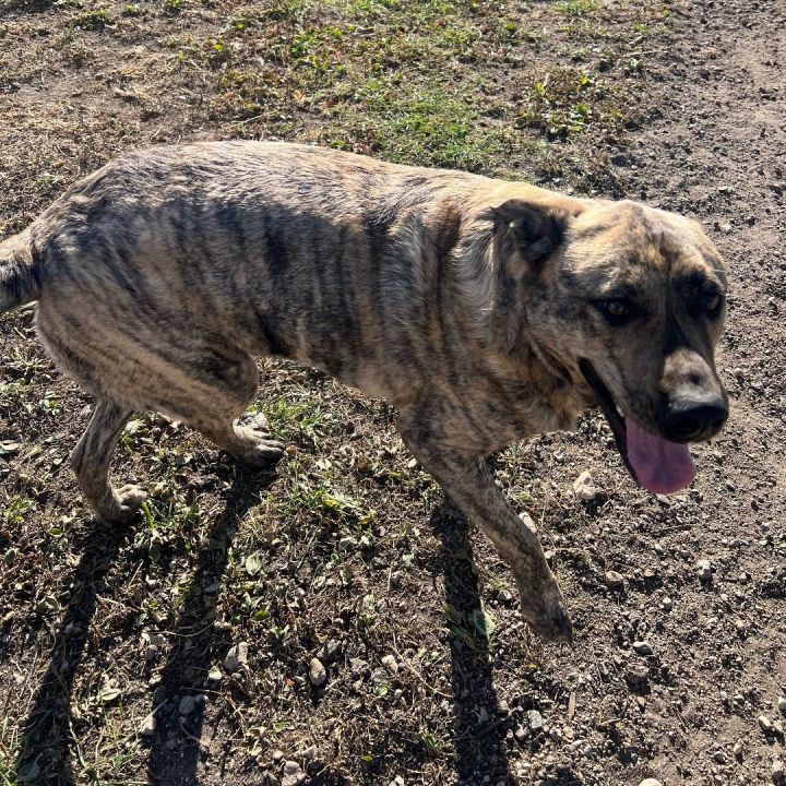 Presa canario mixed cheap with german shepherd