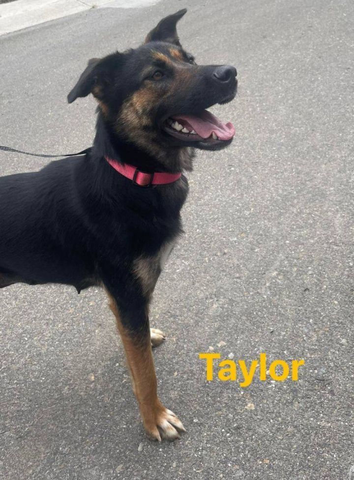 Taylor, an adoptable Shepherd Mix in Puyallup, WA_image-3