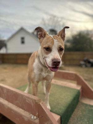 Dog for adoption - GUS, a Foxhound in Louisville, KY