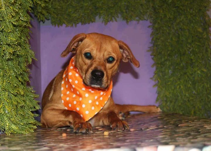 Sparky , an adoptable Mixed Breed in Puyallup, WA_image-1