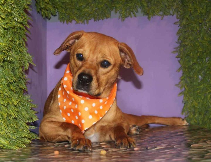 Sparky , an adoptable Mixed Breed in Puyallup, WA_image-4