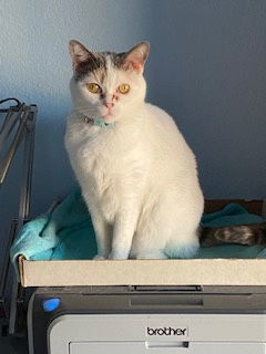 Frannie, an adoptable Domestic Short Hair in Chandler, AZ, 85244 | Photo Image 1