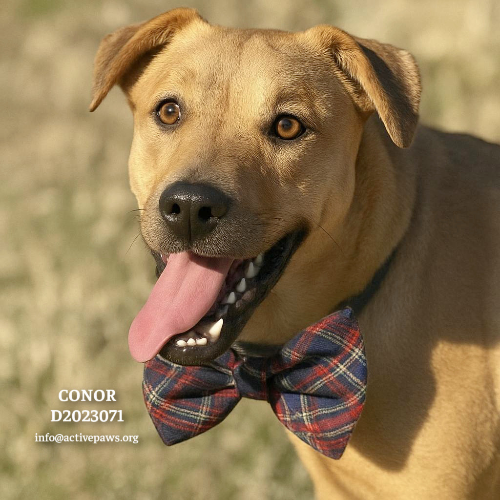Conor, an adoptable Mixed Breed in CONROE, TX, 77302 | Photo Image 1