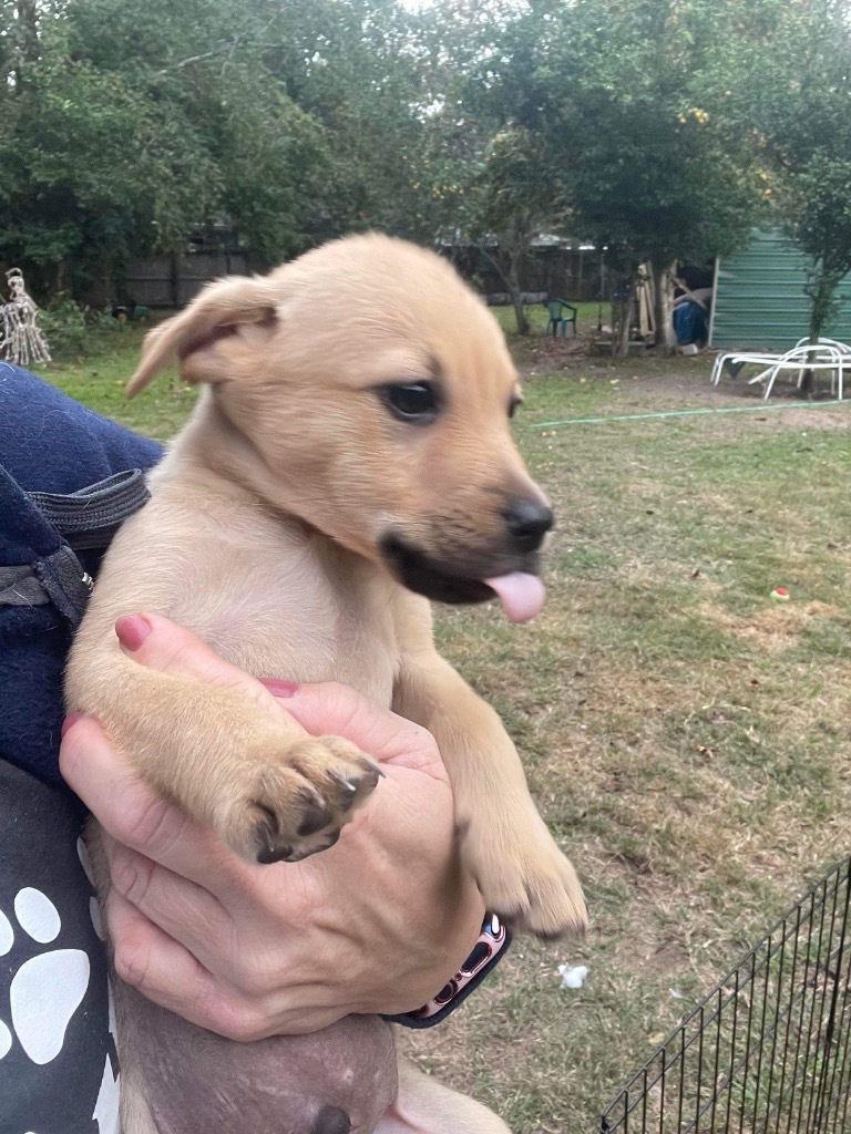 Conor, an adoptable Mixed Breed in CONROE, TX, 77302 | Photo Image 2