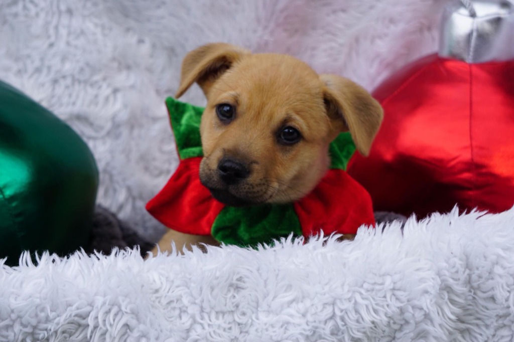 Conor, an adoptable Mixed Breed in CONROE, TX, 77302 | Photo Image 3