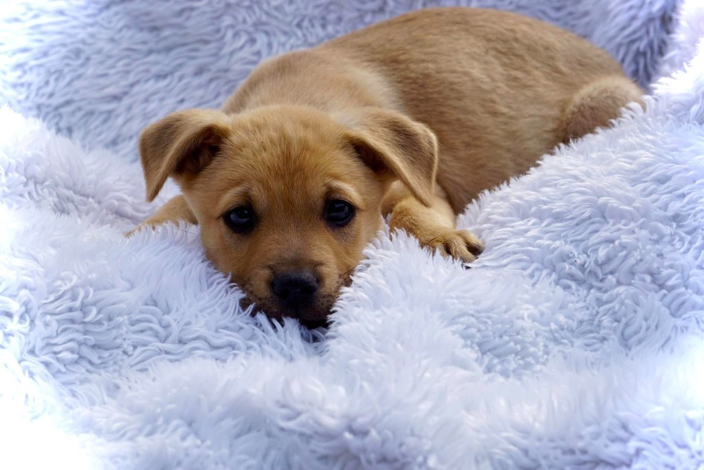 Conor, an adoptable Mixed Breed in CONROE, TX, 77302 | Photo Image 4