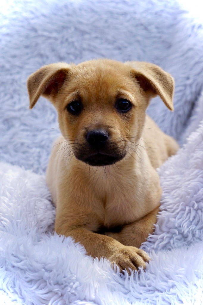 Conor, an adoptable Mixed Breed in CONROE, TX, 77302 | Photo Image 5
