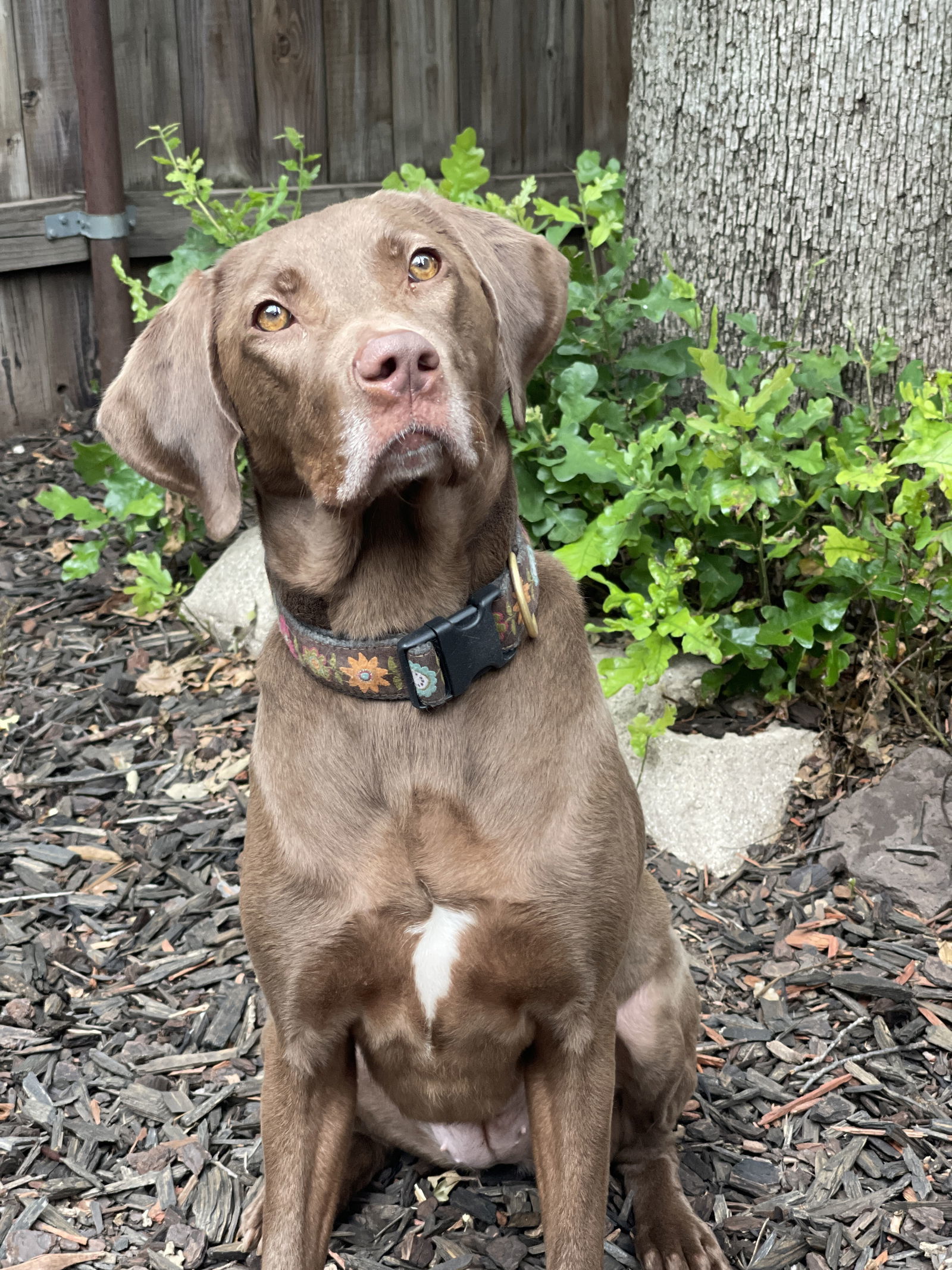 Ella Mae Roo, an adoptable Weimaraner, Labrador Retriever in Denton, TX, 76205 | Photo Image 1