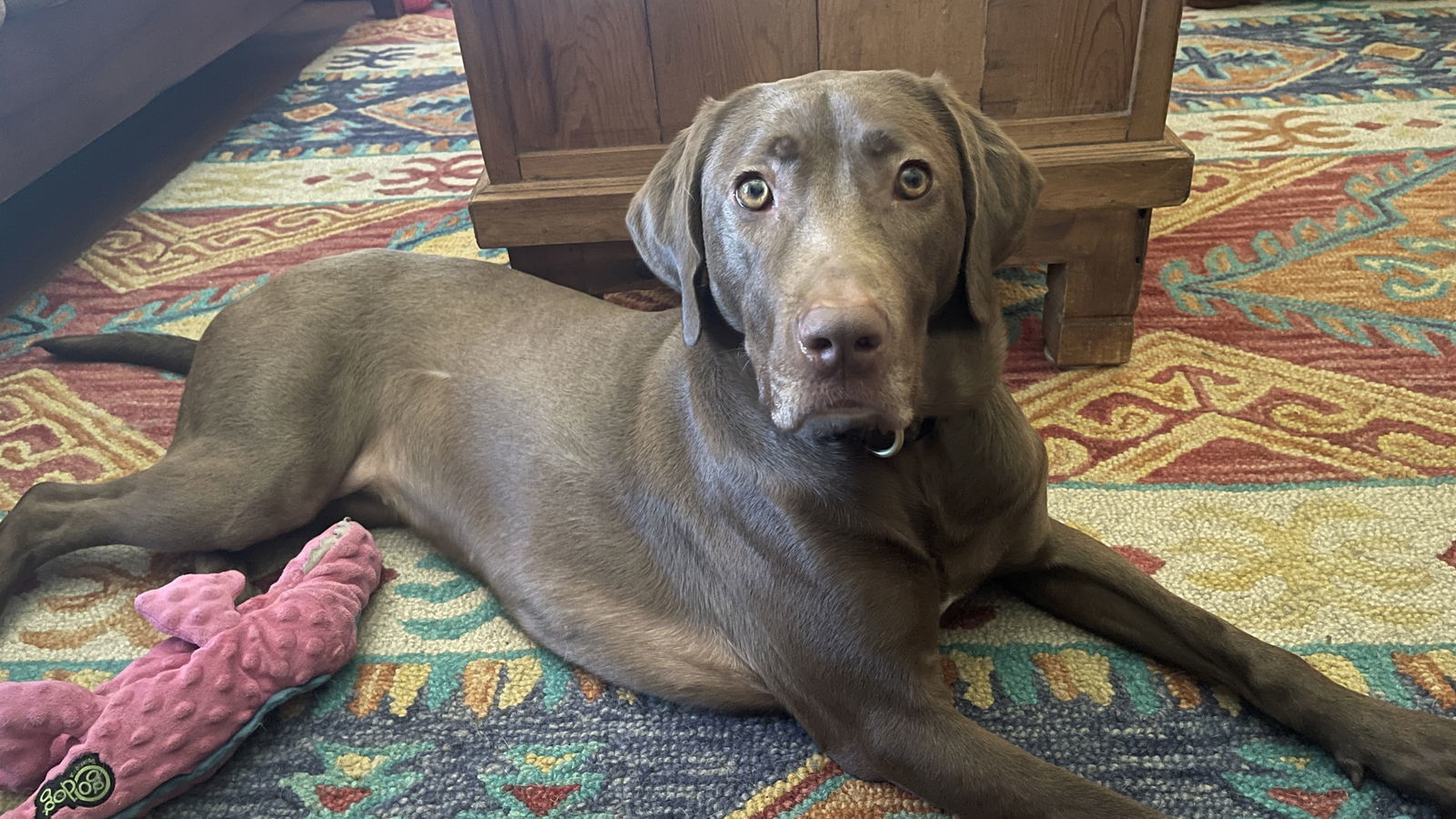 Ella Mae Roo, an adoptable Labrador Retriever, Weimaraner in Denton, TX, 76205 | Photo Image 2