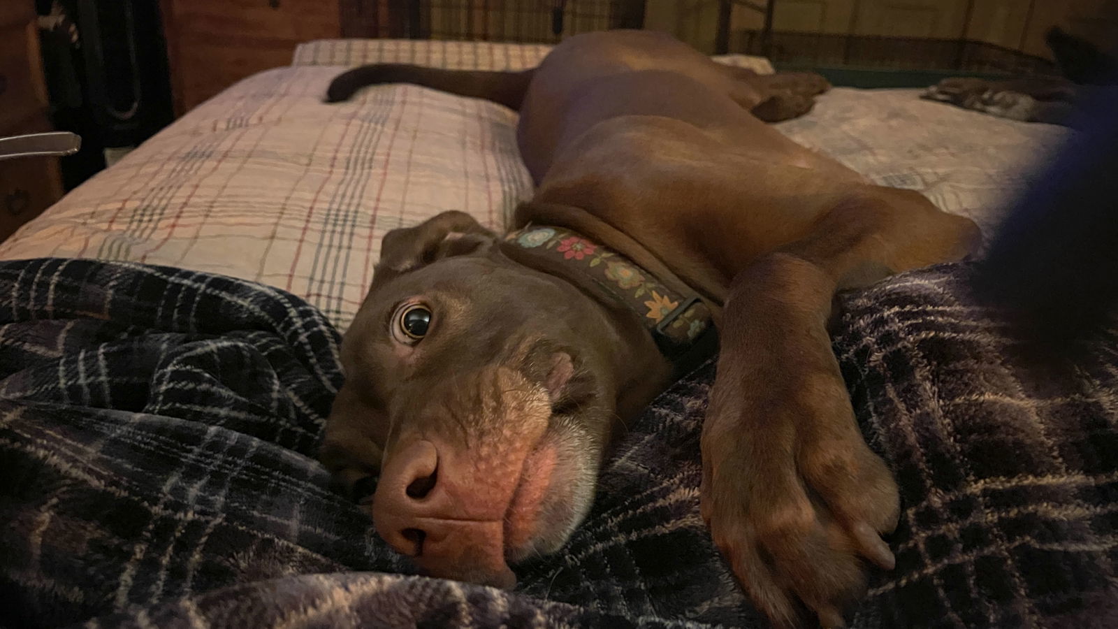 Ella Mae Roo, an adoptable Labrador Retriever, Weimaraner in Denton, TX, 76205 | Photo Image 3