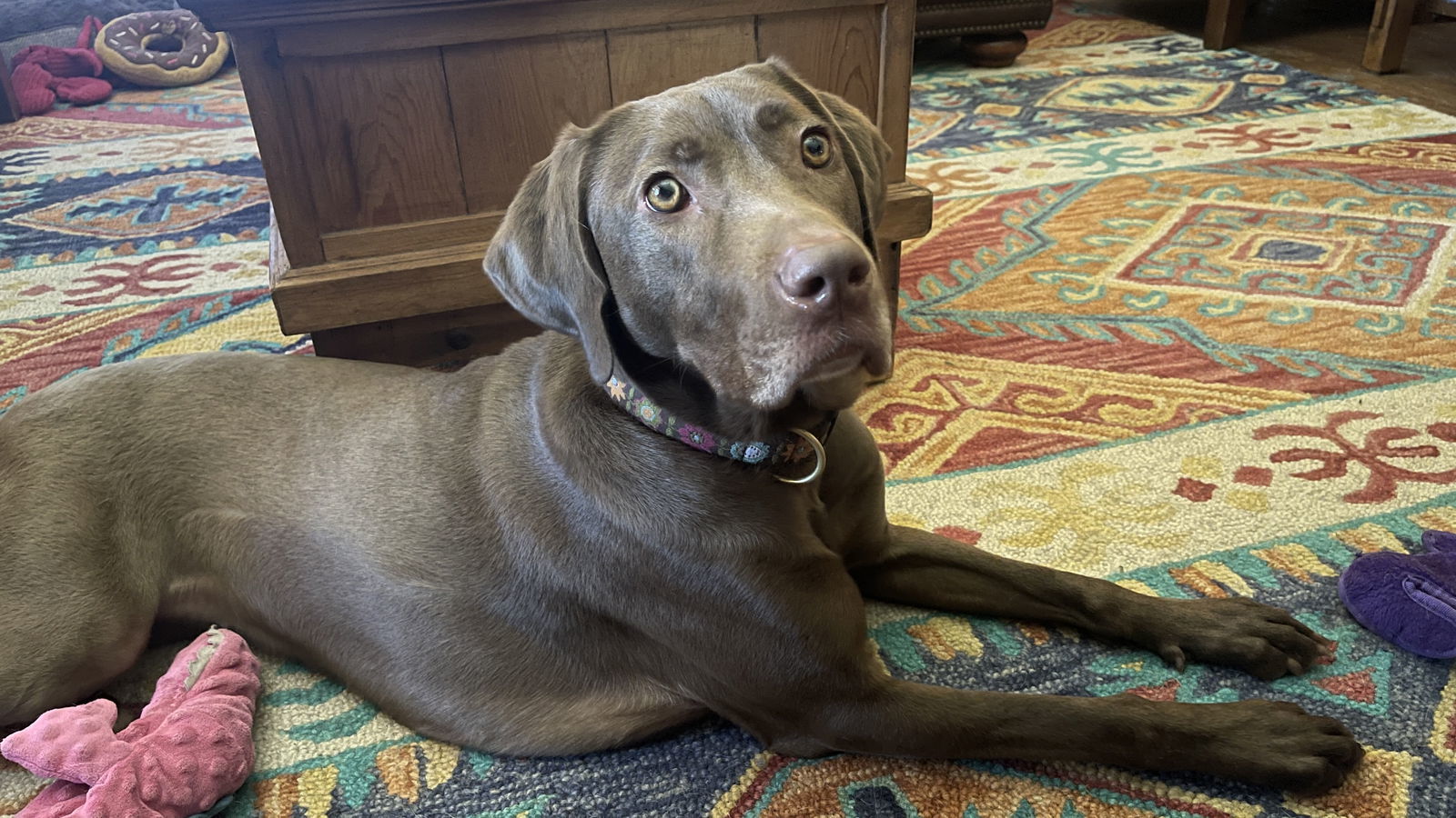Ella Mae Roo, an adoptable Weimaraner, Labrador Retriever in Denton, TX, 76205 | Photo Image 3