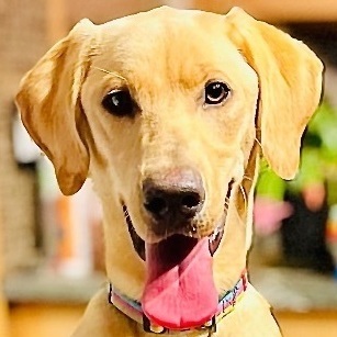 Petfinder 2024 labrador retriever