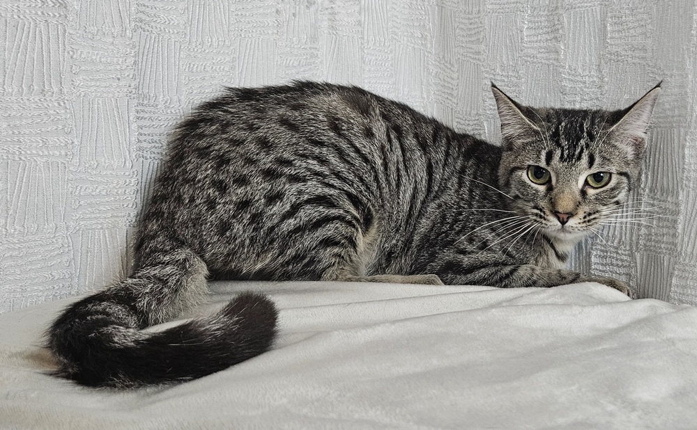 Kristoff, an adoptable Domestic Short Hair in Long Beach, MS, 39560 | Photo Image 2