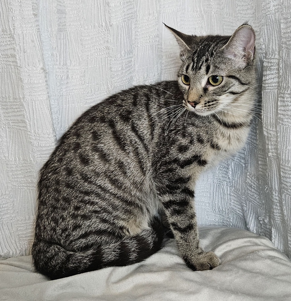 Kristoff, an adoptable Domestic Short Hair in Long Beach, MS, 39560 | Photo Image 6