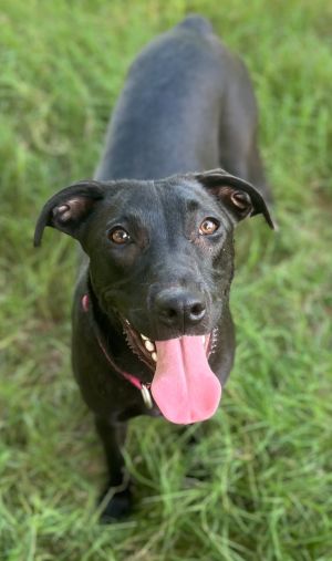 Meet Shadow Shadow and the rest of her litter were born to Mama Sage in a rural Georgia shelter tha