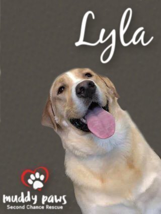 Lyla, an adoptable Golden Retriever, Labrador Retriever in Council Bluffs, IA, 51503 | Photo Image 2