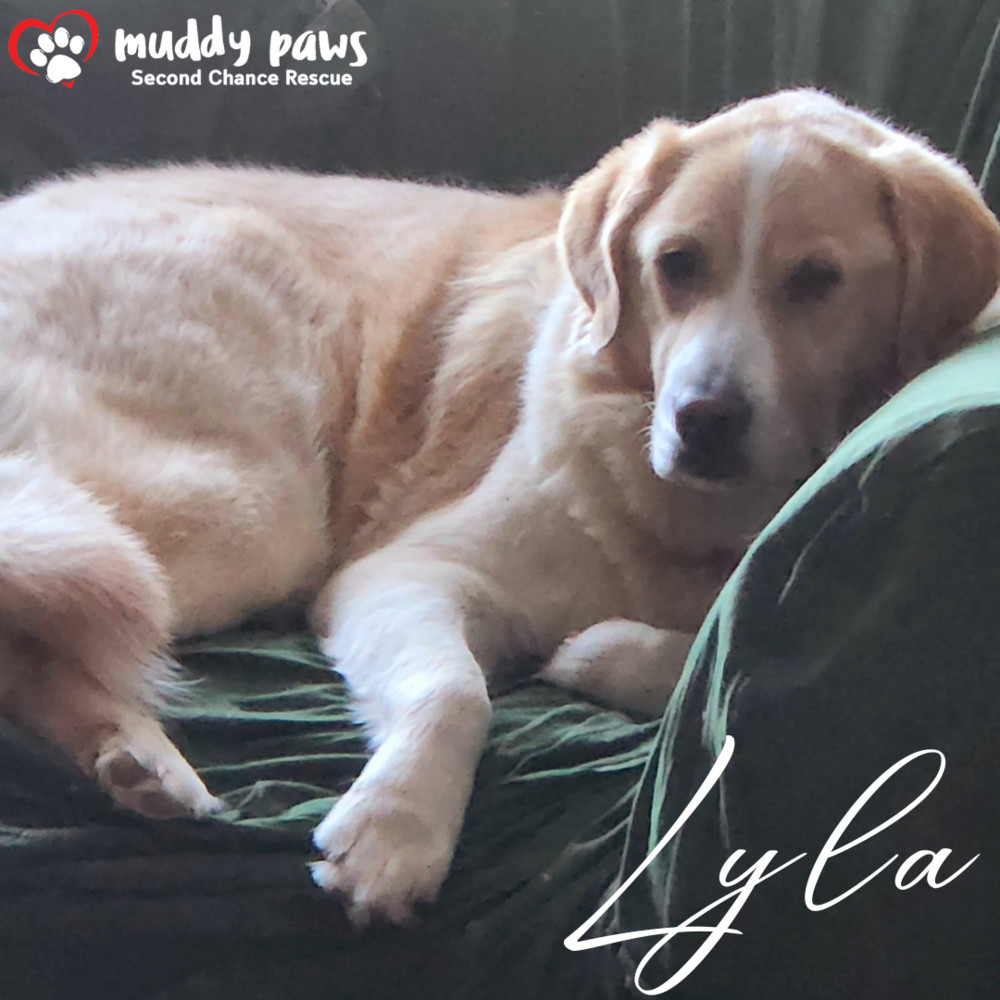 Lyla, an adoptable Golden Retriever, Labrador Retriever in Council Bluffs, IA, 51503 | Photo Image 3