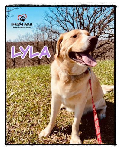 Lyla, an adoptable Golden Retriever, Labrador Retriever in Council Bluffs, IA, 51503 | Photo Image 4