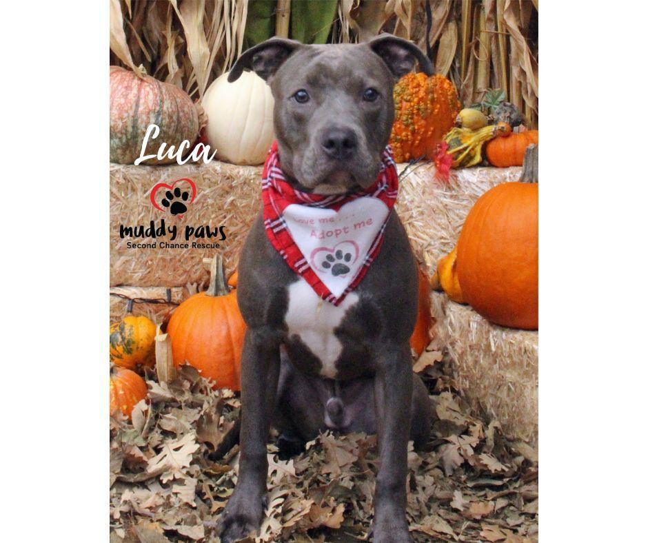 Luca, an adoptable Pit Bull Terrier in Council Bluffs, IA, 51503 | Photo Image 1