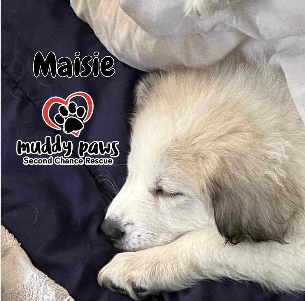 Boxcar Litter: Maisie - Adoption Pending