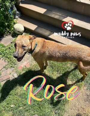 Castaways Litter: Rose