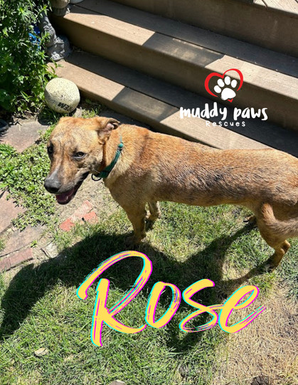 Rose, an adoptable German Shepherd Dog, Pit Bull Terrier in Council Bluffs, IA, 51503 | Photo Image 1