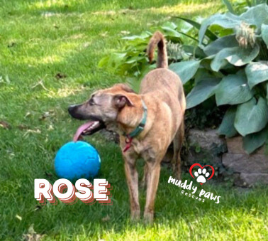 Rose, an adoptable German Shepherd Dog, Pit Bull Terrier in Council Bluffs, IA, 51503 | Photo Image 2