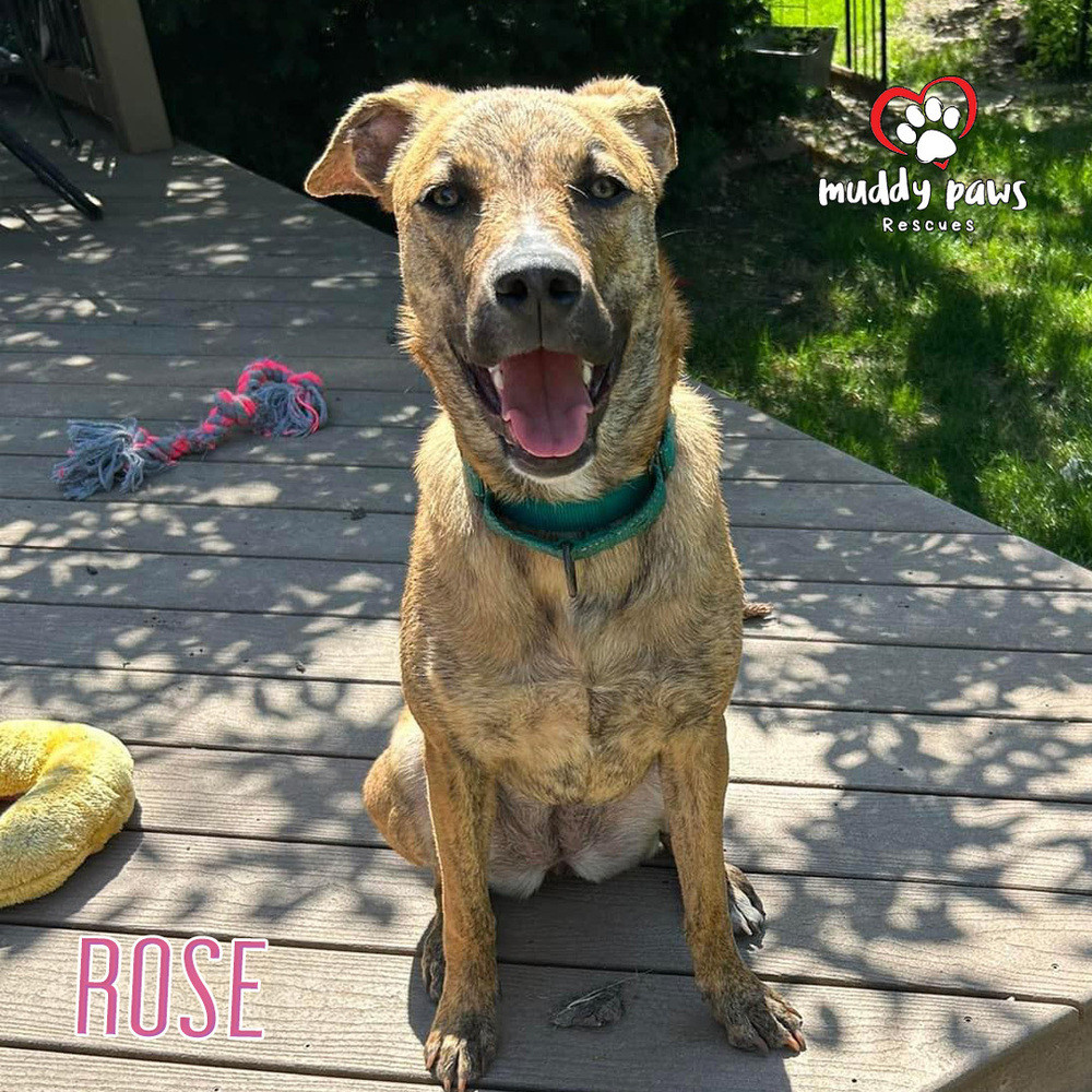 Rose, an adoptable German Shepherd Dog, Pit Bull Terrier in Council Bluffs, IA, 51503 | Photo Image 3