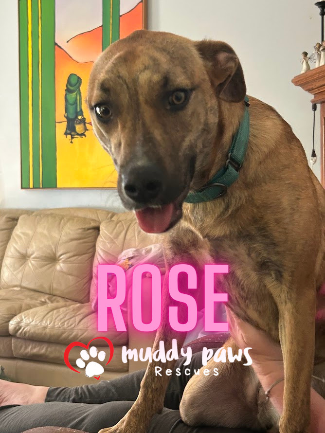 Rose, an adoptable German Shepherd Dog, Pit Bull Terrier in Council Bluffs, IA, 51503 | Photo Image 4