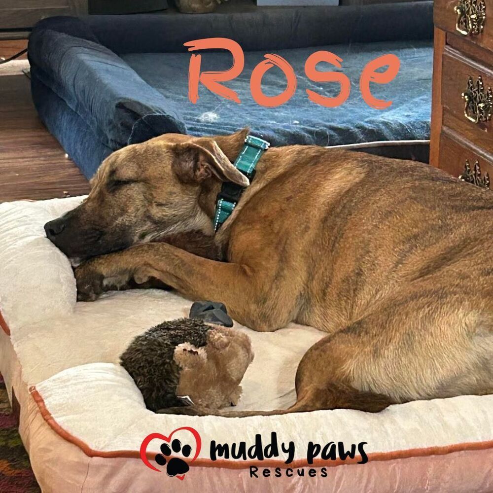 Rose, an adoptable German Shepherd Dog, Pit Bull Terrier in Council Bluffs, IA, 51503 | Photo Image 6