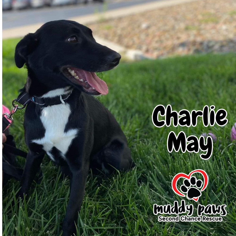 Charlie May, an adoptable Patterdale Terrier / Fell Terrier in Council Bluffs, IA, 51503 | Photo Image 1