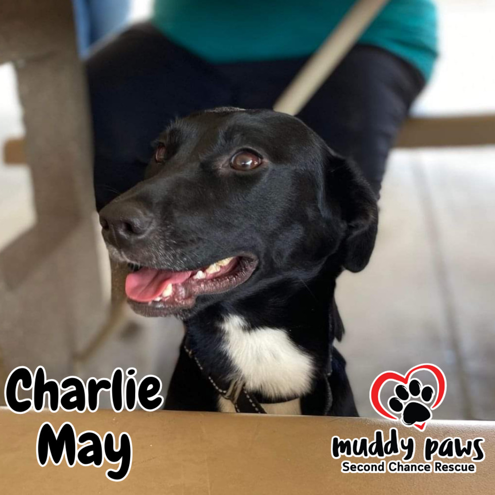 Charlie May, an adoptable Patterdale Terrier / Fell Terrier in Council Bluffs, IA, 51503 | Photo Image 2