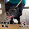 Charlie May photo 2