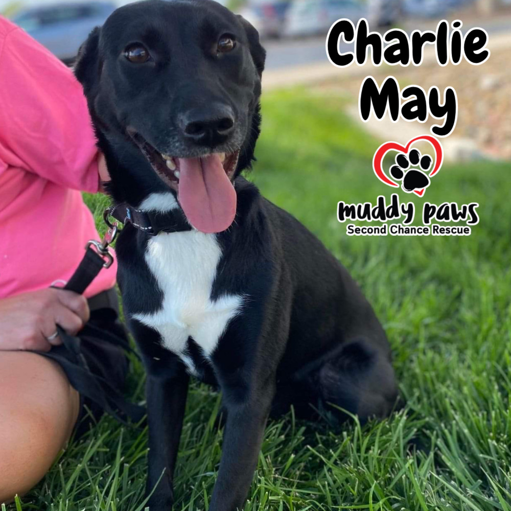 Charlie May, an adoptable Patterdale Terrier / Fell Terrier in Council Bluffs, IA, 51503 | Photo Image 3