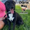 Charlie May photo 3