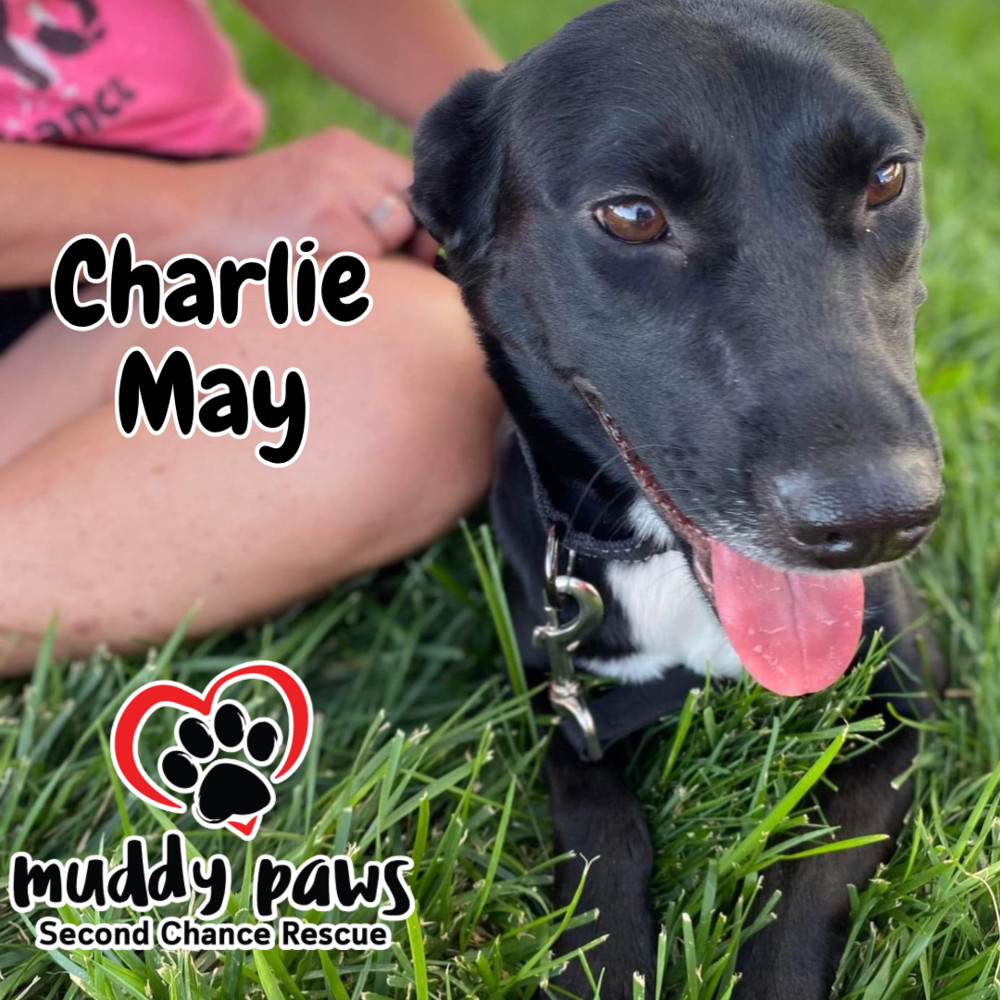 Charlie May, an adoptable Patterdale Terrier / Fell Terrier in Council Bluffs, IA, 51503 | Photo Image 4