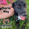 Charlie May photo 4