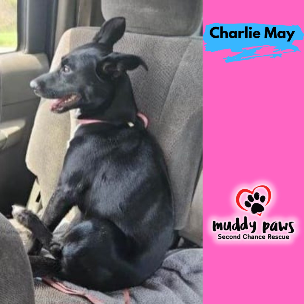 Charlie May, an adoptable Patterdale Terrier / Fell Terrier in Council Bluffs, IA, 51503 | Photo Image 5