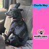 Charlie May photo 5