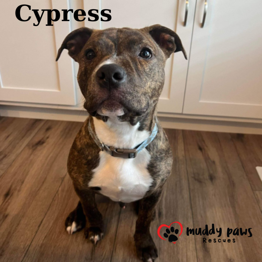 Fall Five Litter: Cypress