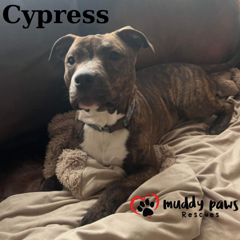 Fall Five Litter: Cypress