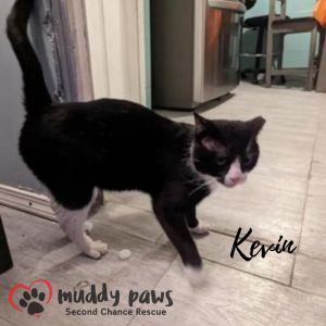 Kevin