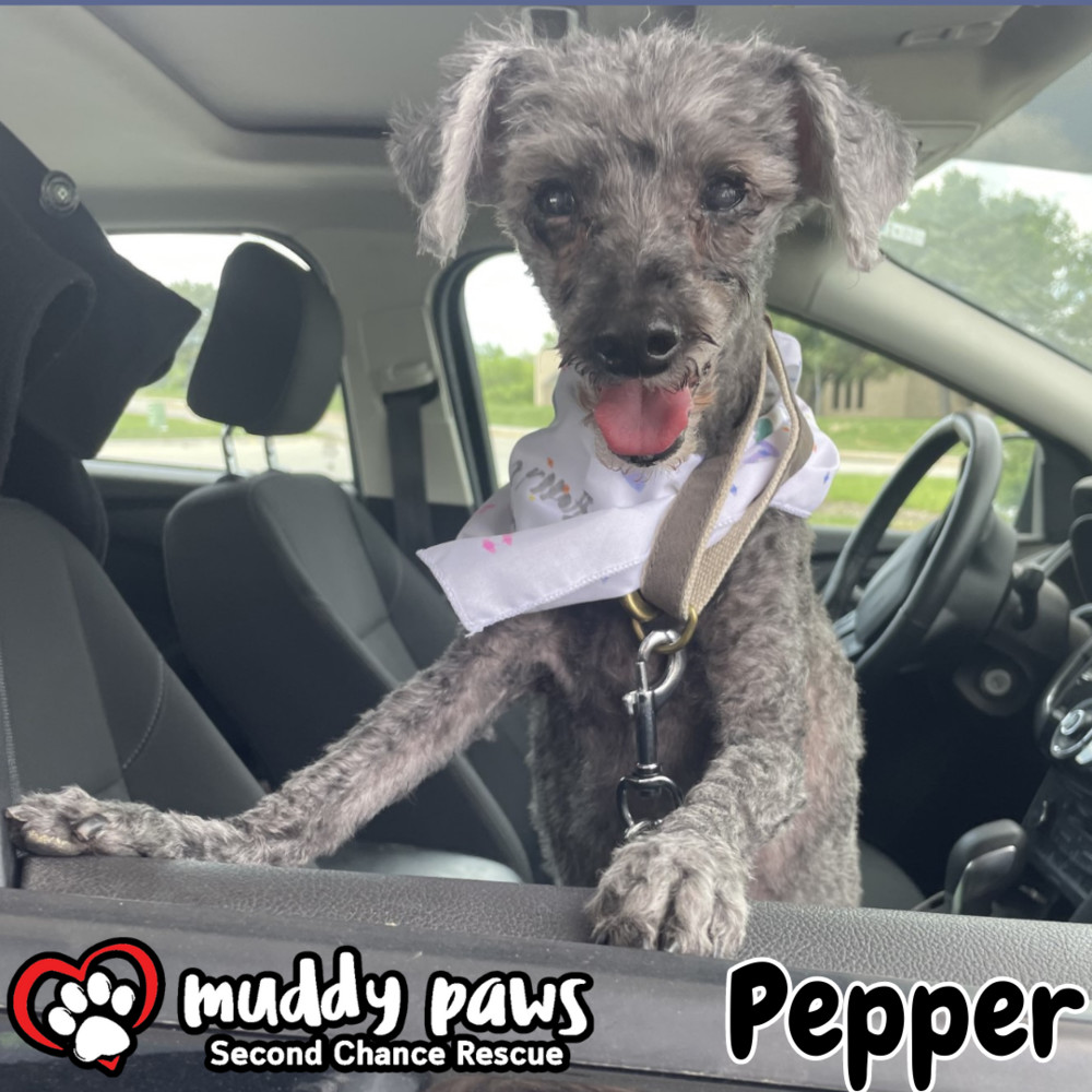 Pepper - Adoption Pending
