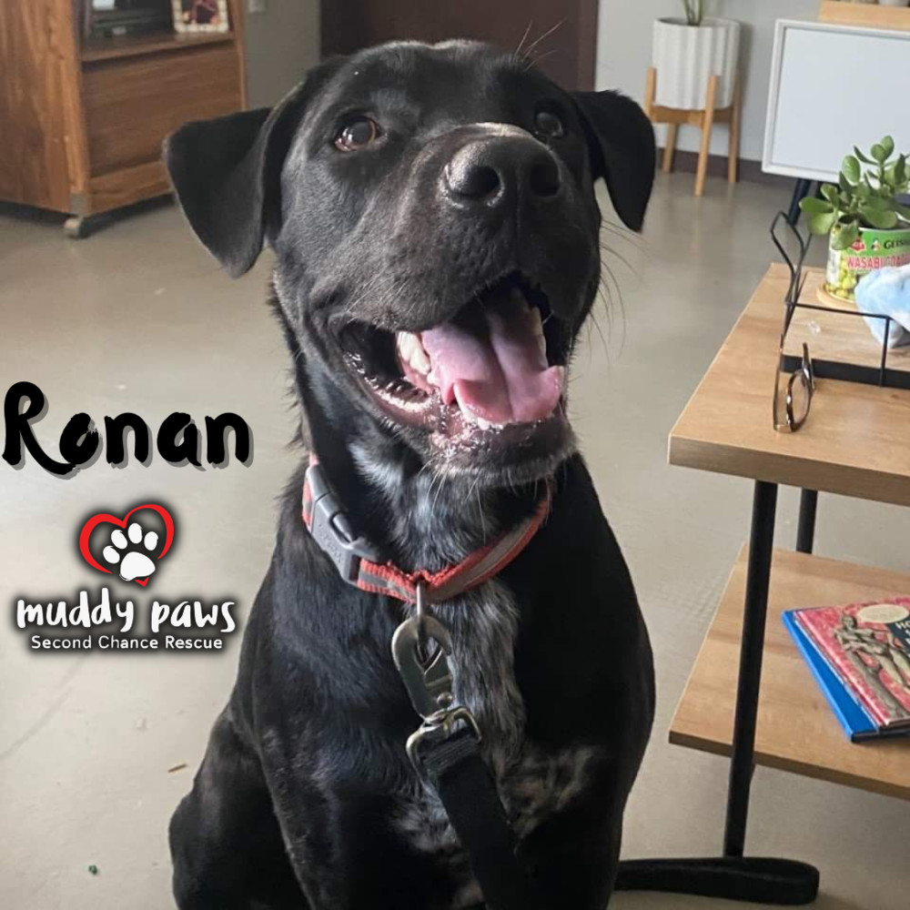 Ronan, an adoptable Boxer, Pit Bull Terrier in Council Bluffs, IA, 51503 | Photo Image 1