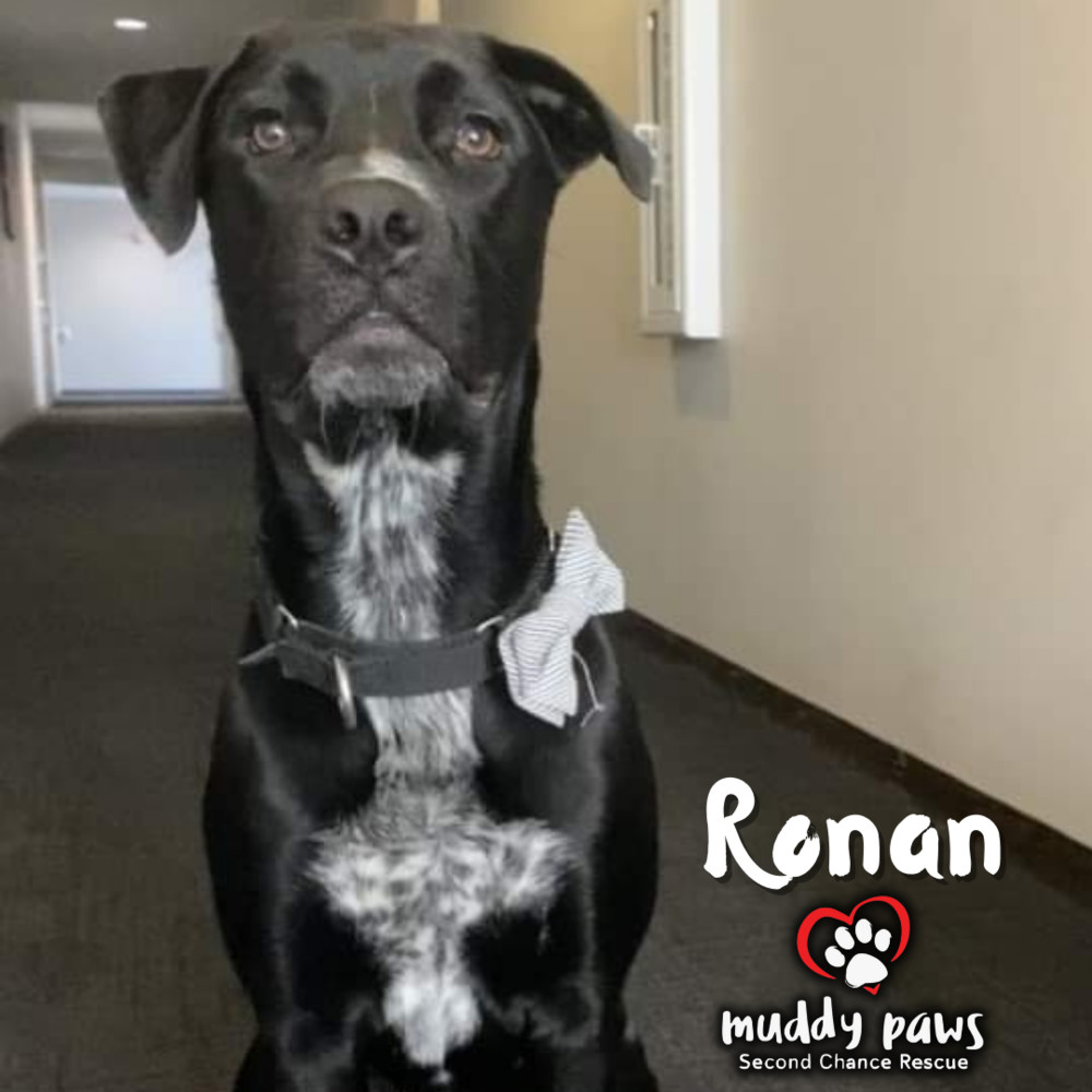 Ronan, an adoptable Boxer, Pit Bull Terrier in Council Bluffs, IA, 51503 | Photo Image 3